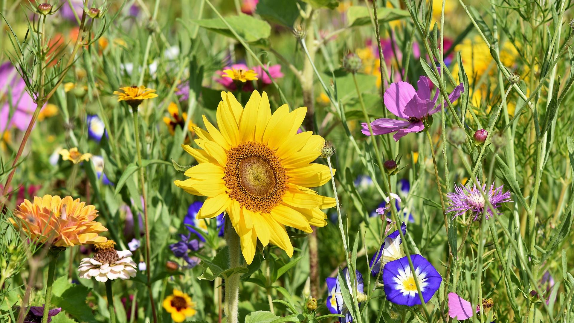 Ramona tijdelijk zonnebloemen.jpg